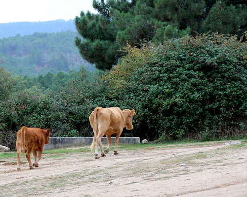 Entorno Puerto de Navacerrada con vacas