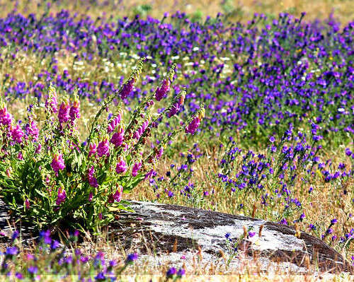 Entorno Puerto de Navacerrada