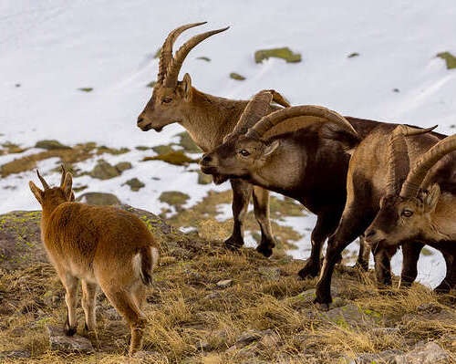 Entorno Puerto de Navacerrada con animales