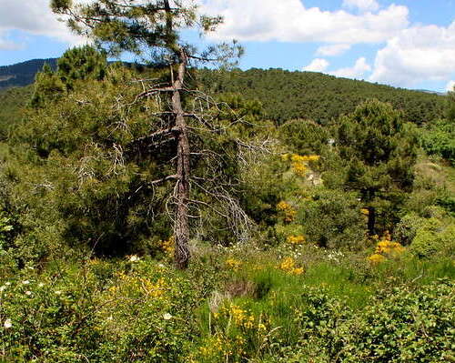 Vegetación en el entorno Puerto de Navacerrada